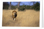 Lion Walking Through Grass by Anonymous