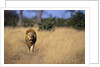 Lion Walking Through Grass by Anonymous