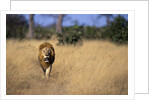 Lion Walking Through Grass by Anonymous