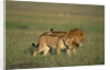 Male and Female Lion in Grass by Anonymous