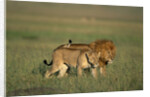 Male and Female Lion in Grass by Anonymous