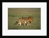 Male and Female Lion in Grass by Anonymous