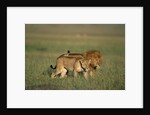 Male and Female Lion in Grass by Anonymous