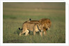 Male and Female Lion in Grass by Anonymous
