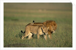 Male and Female Lion in Grass by Anonymous
