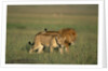 Male and Female Lion in Grass by Anonymous