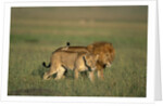 Male and Female Lion in Grass by Anonymous