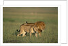 Male and Female Lion in Grass by Anonymous