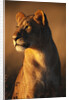 Female Lion by Anonymous