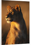 Female Lion by Anonymous