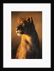 Female Lion by Anonymous