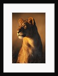 Female Lion by Anonymous