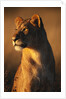 Female Lion by Anonymous