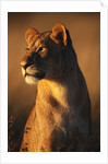 Female Lion by Anonymous
