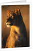 Female Lion by Anonymous