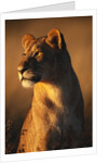 Female Lion by Anonymous