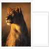 Female Lion by Anonymous