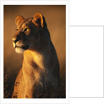 Female Lion by Anonymous