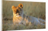 Female Lion Resting by Anonymous