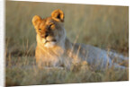 Female Lion Resting by Anonymous