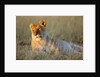Female Lion Resting by Anonymous