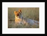 Female Lion Resting by Anonymous