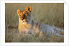 Female Lion Resting by Anonymous