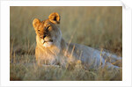 Female Lion Resting by Anonymous