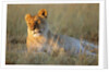 Female Lion Resting by Anonymous