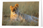 Female Lion Resting by Anonymous