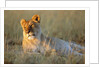 Female Lion Resting by Anonymous