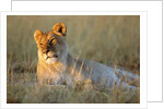 Female Lion Resting by Anonymous