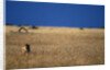 Lone Lioness in Savanna by Anonymous