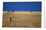 Lone Lioness in Savanna by Anonymous