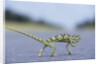Flap-Necked Chameleon Runs Across a Road by Anonymous
