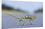 Flap-Necked Chameleon Runs Across a Road by Anonymous