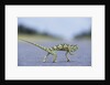Flap-Necked Chameleon Runs Across a Road by Anonymous