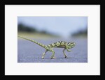 Flap-Necked Chameleon Runs Across a Road by Anonymous