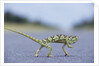 Flap-Necked Chameleon Runs Across a Road by Anonymous