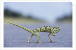 Flap-Necked Chameleon Runs Across a Road by Anonymous