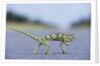 Flap-Necked Chameleon Runs Across a Road by Anonymous