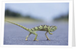 Flap-Necked Chameleon Runs Across a Road by Anonymous