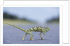 Flap-Necked Chameleon Runs Across a Road by Anonymous