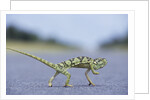 Flap-Necked Chameleon Runs Across a Road by Anonymous