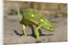Flap-Necked Chameleon by Anonymous