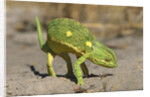 Flap-Necked Chameleon by Anonymous