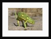 Flap-Necked Chameleon by Anonymous