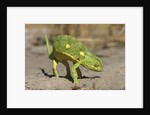 Flap-Necked Chameleon by Anonymous