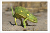 Flap-Necked Chameleon by Anonymous