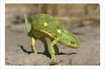 Flap-Necked Chameleon by Anonymous